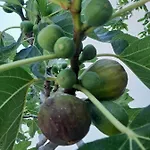 לינה וארוחת בוקר Lu Masunu 3*